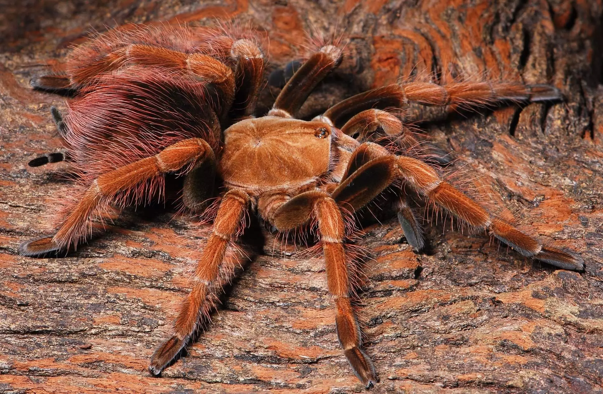 plant/$ 99 Retail Pamphobeteus sp. 'Mascara' (Mascara Birdeater Tarantula) 2-2.5"-0