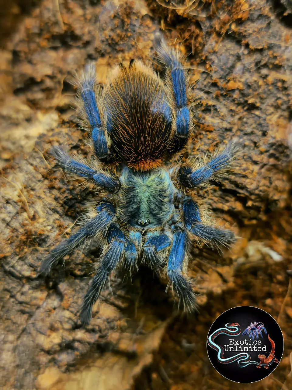 plant/$ 99 Retail Dolichothele diamantinensis (Blue Dwarf Beauty Tarantula) 0.75-1"�-0