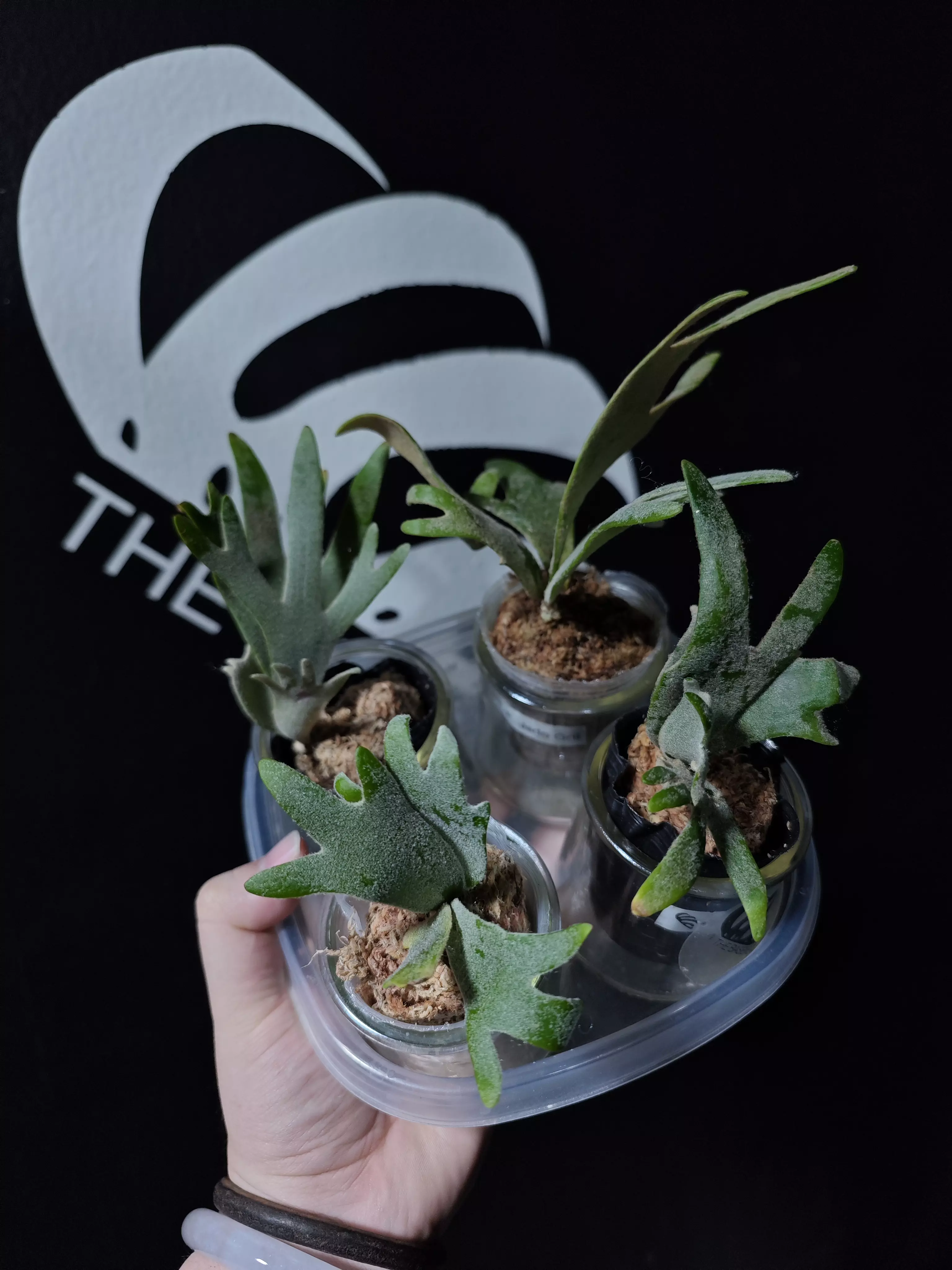plant/Platycerium Willinckii Dwarf Bacteria x Jade Gril Bundle-1