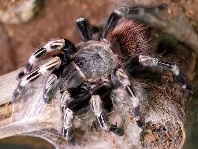plant/$ 150 Retail Vitalius (Ex. Nhandu) chromatus (Brazilian Red & White Tarantula) 2-2.5" FEMALE-0