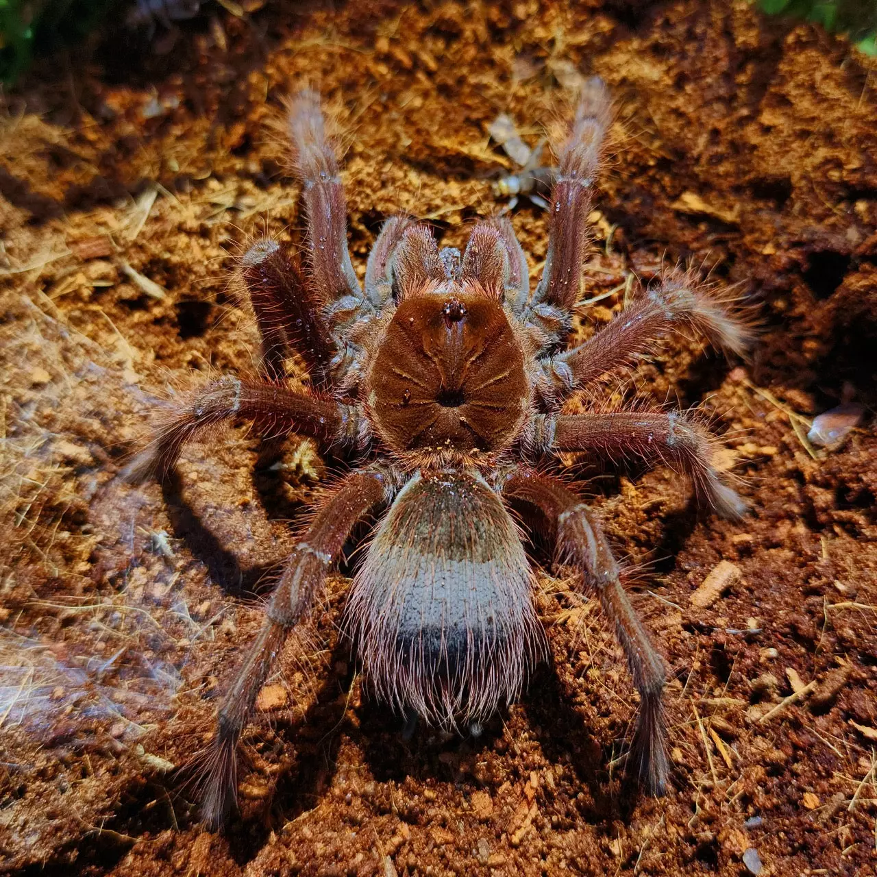 plant/$ 150 Retail Theraphosa apophysis (Goliath PinkToe Bird Eater Tarantula) 2-2.5"-0