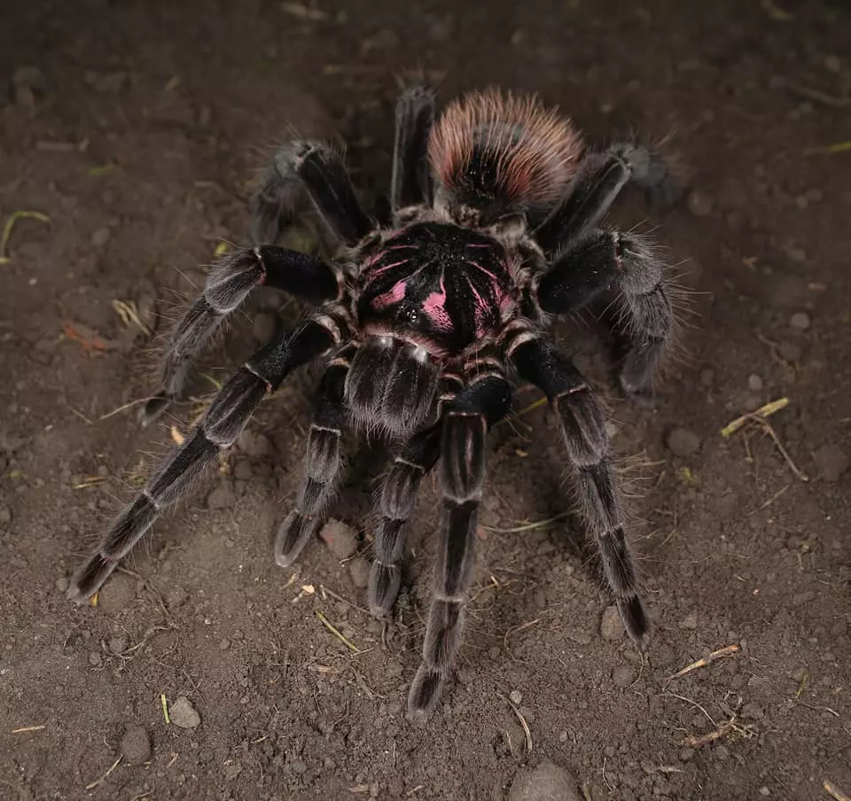 plant/$ 150 Retail Xenesthis sp. 'Intermedia' (Amazon Blue Bloom Tarantula) 1.5-2"-0