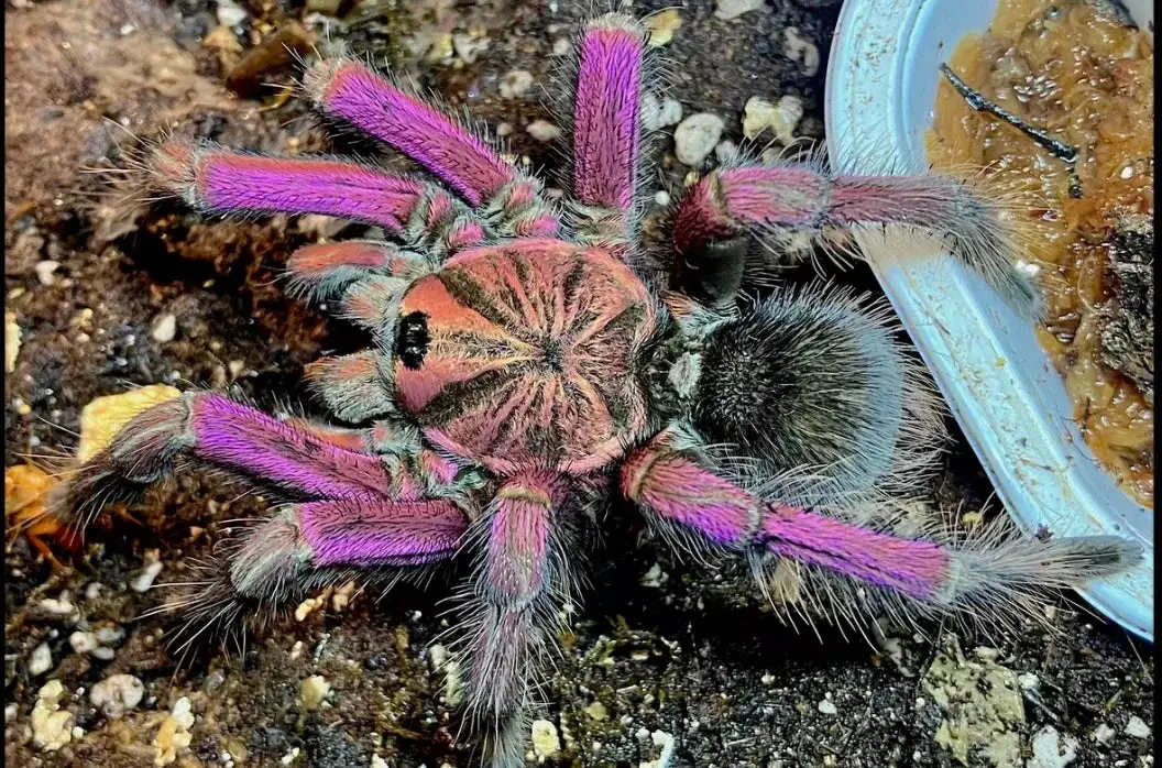 plant/$ 150 Retail Pamphobeteus c.f. insignis (Ecuador Purple Bloom Tarantula) 2.5-3"-0