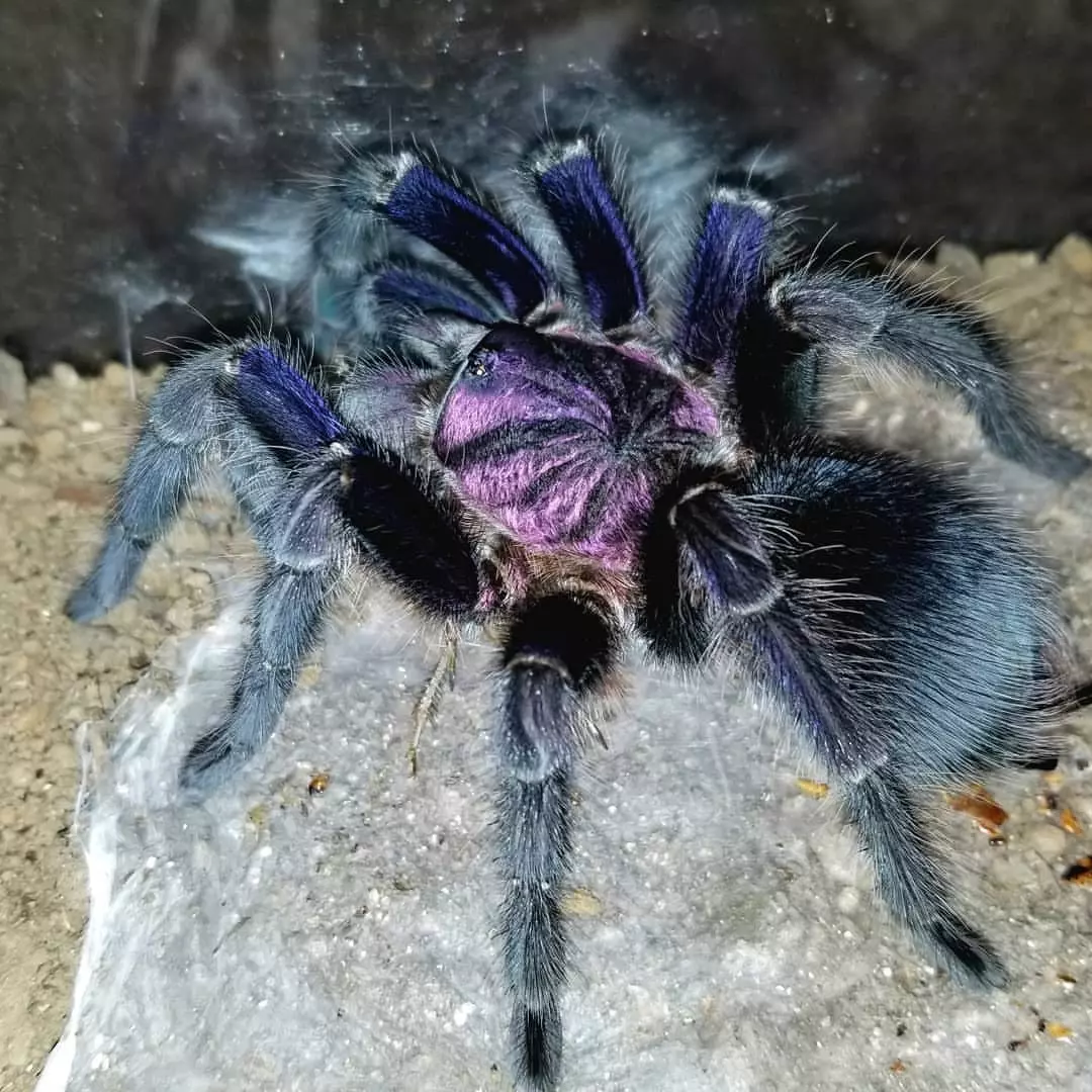 plant/$ 150 Retail Phormictopus sp. 'Dominican Purple' (Purple Beauty Bird Eater Tarantula) 1-1.5"-0