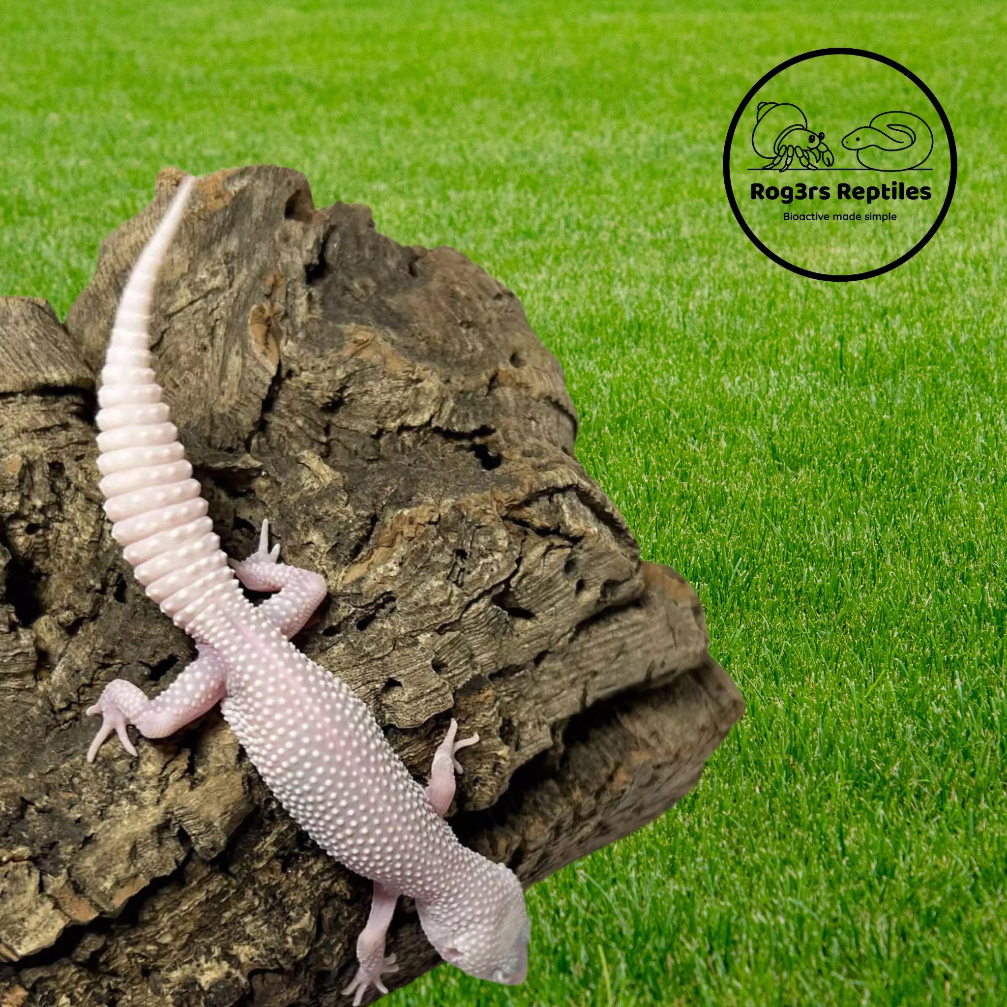 plant/Male Mack Super Snow Albino Leucistic Leopard Gecko | 17g | Calm & Feeding Great-3