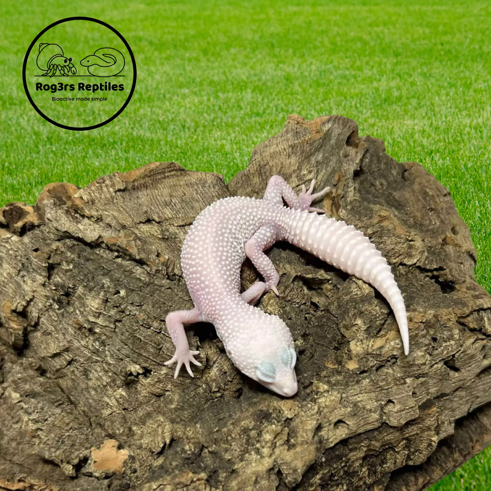 plant/Male Mack Super Snow Albino Leucistic Leopard Gecko | 17g | Calm & Feeding Great-0