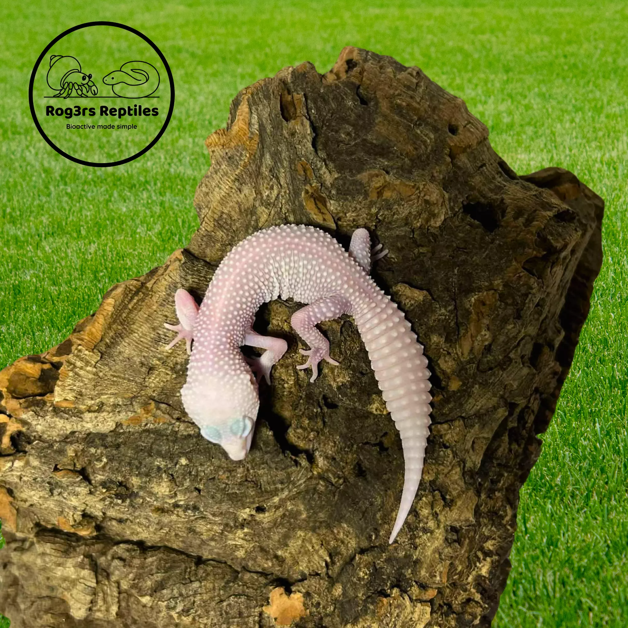 plant/Male Mack Super Snow Albino Leucistic Leopard Gecko | 17g | Calm & Feeding Great-1