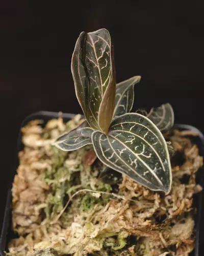 plant/Golden Jewel Orchid (Anoectochilus chapaensis)-0-thumbnail