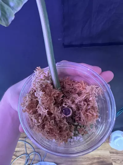 plant/P. Pariso Verde ‘Albo’-2-thumbnail