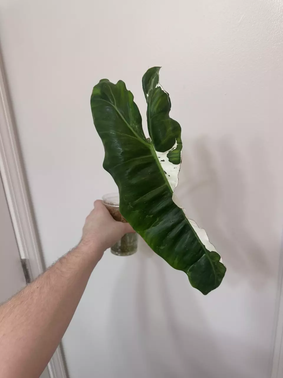 plant/P. Pariso Verde ‘Albo’-3