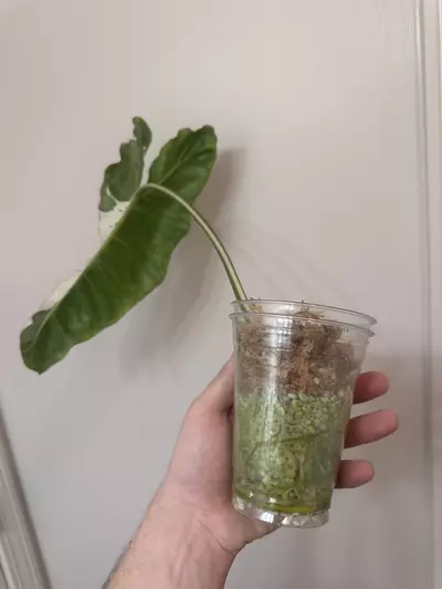 plant/P. Pariso Verde ‘Albo’-1-thumbnail