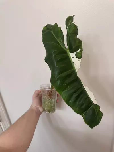 plant/P. Pariso Verde ‘Albo’-0-thumbnail