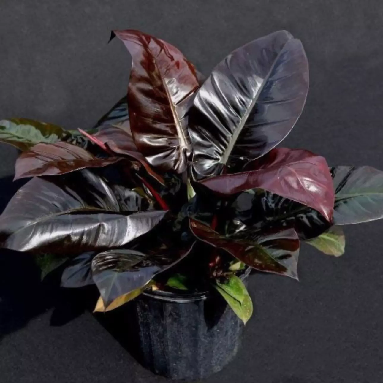 plant/Philodendron black cardinal starter plant growers choice BB3-0