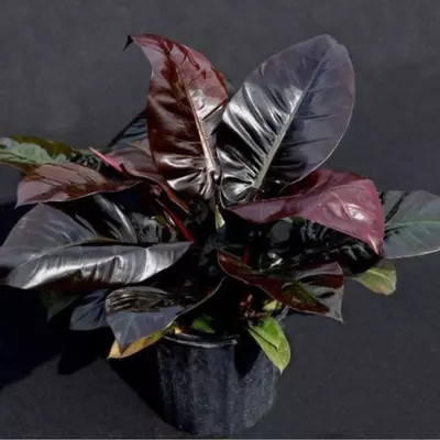 plant/Philodendron black cardinal starter plant growers choice BB3-0-thumbnail