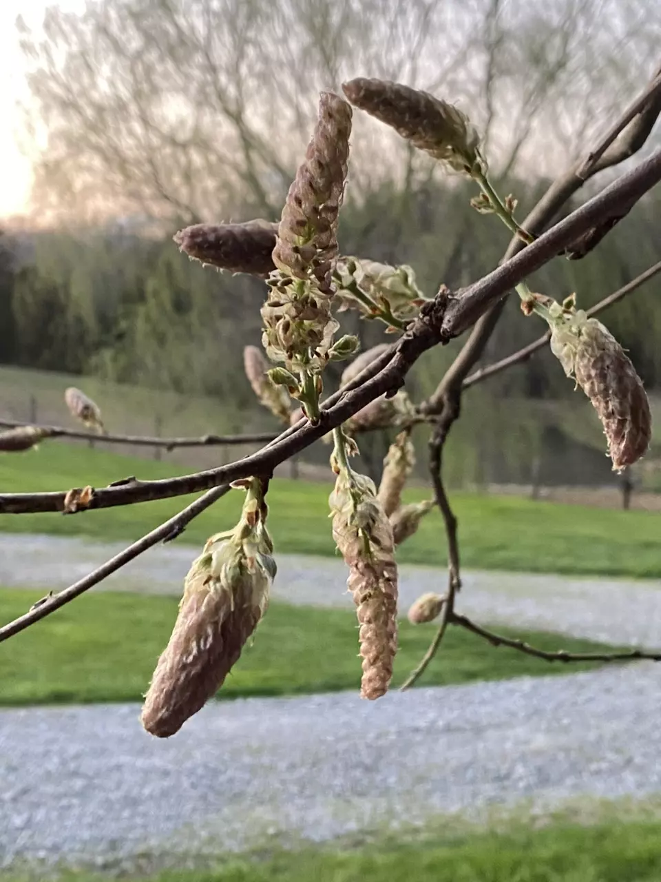 plant/Wisteria seeds-0