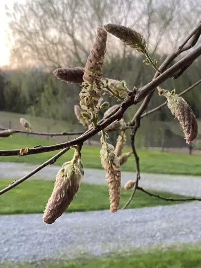 plant/Wisteria seeds-0-thumbnail