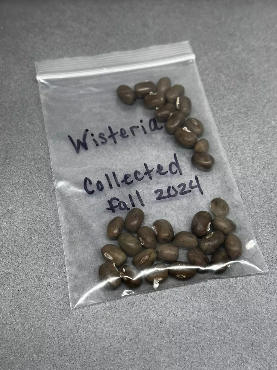 plant/Wisteria seeds-1