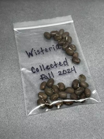 plant/Wisteria seeds-1-thumbnail
