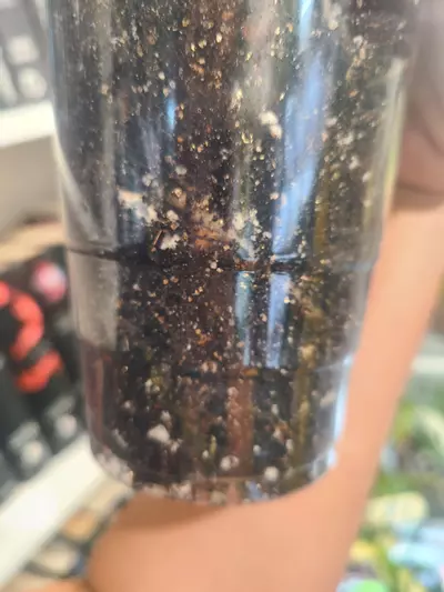 plant/Monstera burle marx flame-1-thumbnail