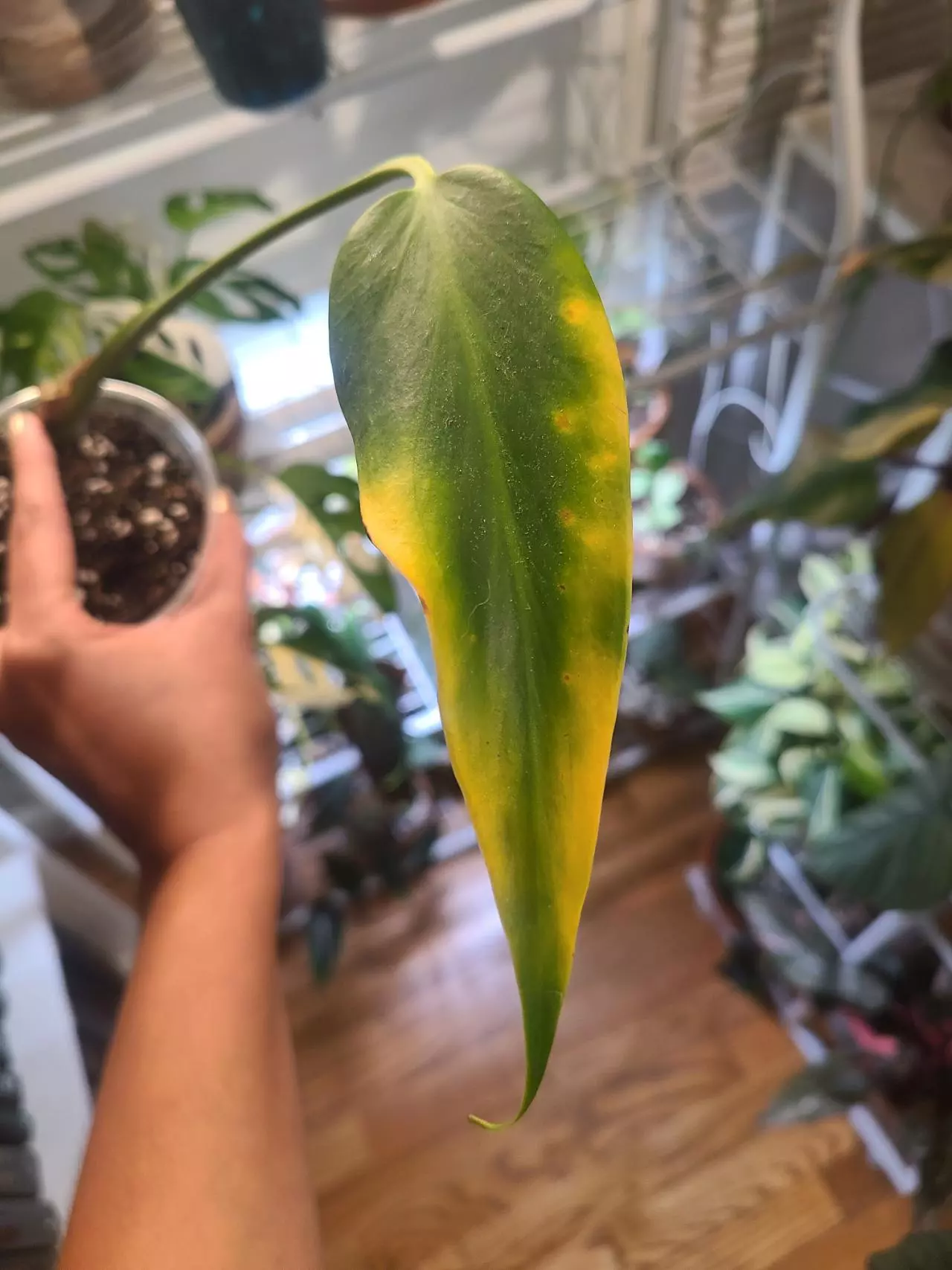 plant/Monstera burle marx flame-0