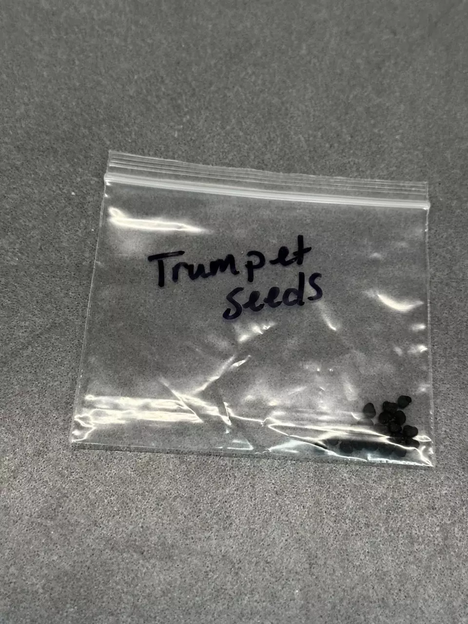 plant/Trumpet seeds-1