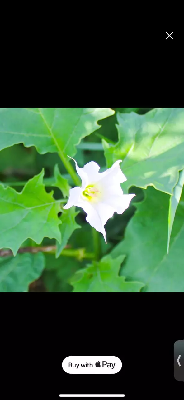 plant/Trumpet seeds-0