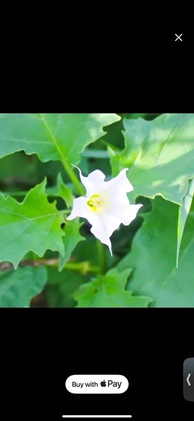 plant/Trumpet seeds-0-thumbnail