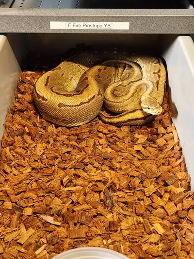 plant/0.1 Fire Pinstripe Yellowbelly  proven breeder-0-thumbnail