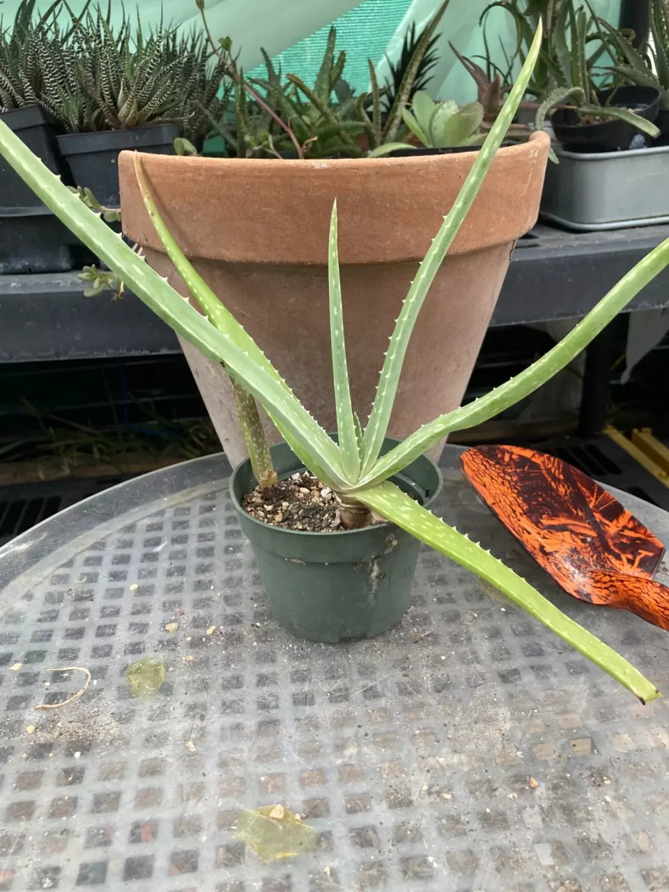 plant/Aloe vera (fka Aloe barbadensis) offsets 4” pots-1