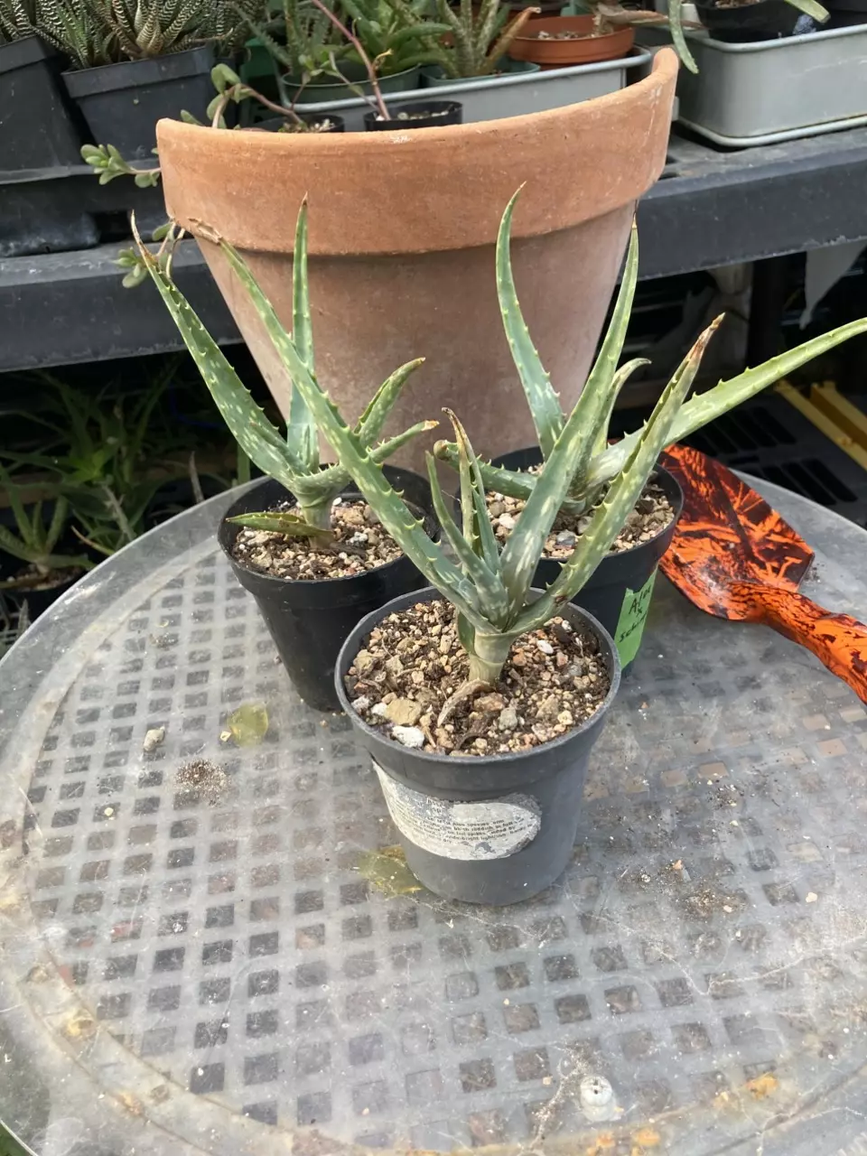 plant/Aloe nyeriensis pups 3” pot uncommon-1