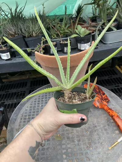 plant/Aloe vera (fka Aloe barbadensis) offsets 4” pots-3-thumbnail