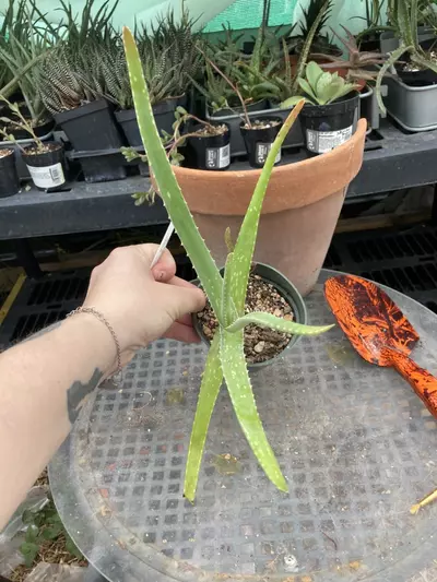 plant/Aloe vera (fka Aloe barbadensis) offsets 4” pots-2-thumbnail