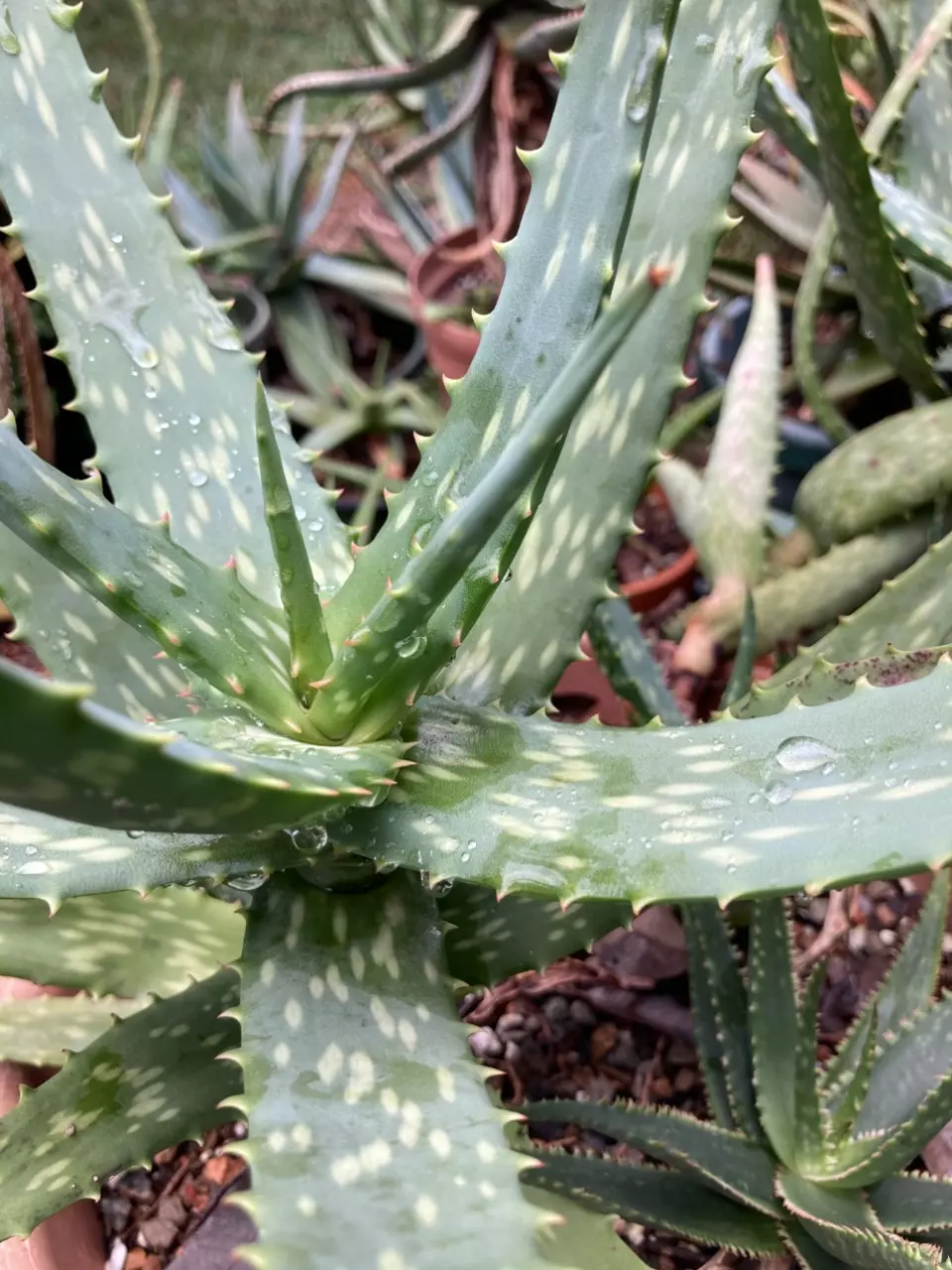 plant/Aloe nyeriensis pups 3” pot uncommon-0