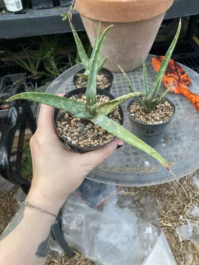 plant/Aloe nyeriensis pups 3” pot uncommon-6-thumbnail