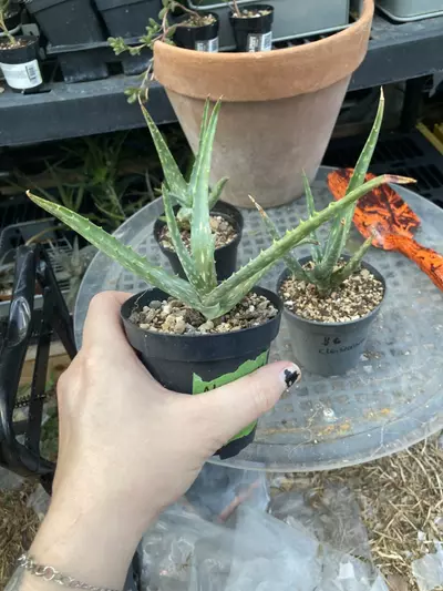 plant/Aloe nyeriensis pups 3” pot uncommon-7-thumbnail