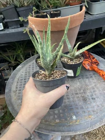 plant/Aloe nyeriensis pups 3” pot uncommon-3-thumbnail