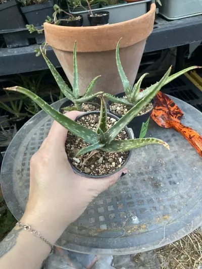 plant/Aloe nyeriensis pups 3” pot uncommon-2-thumbnail