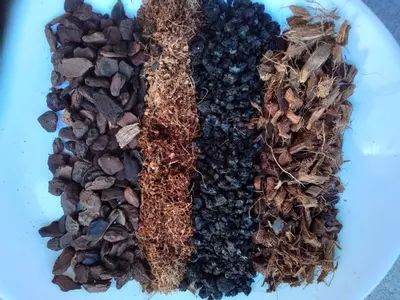 plant/Chunky Hawaiian lava rock aroid soil mix. 3 gallon-0-thumbnail