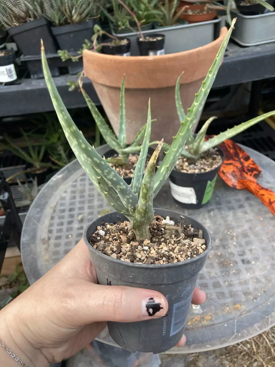 plant/Aloe nyeriensis pups 3” pot uncommon-8