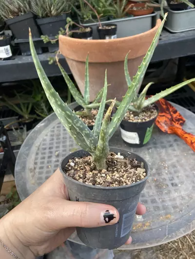plant/Aloe nyeriensis pups 3” pot uncommon-8-thumbnail