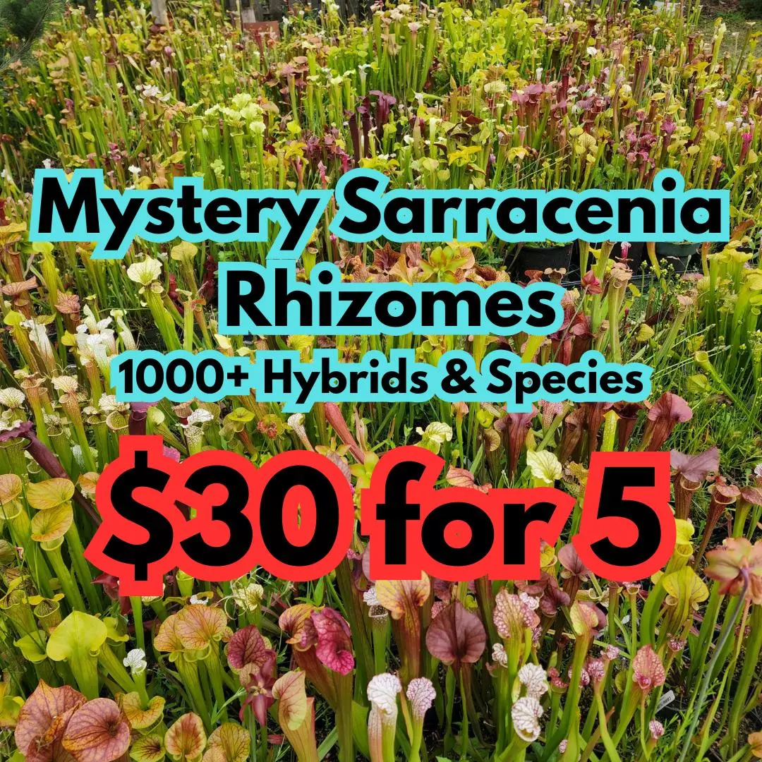 plant/5 Mystery Sarracenia Rhizomes!  ( Carnivorous Plant - Pitcher Plant )-0