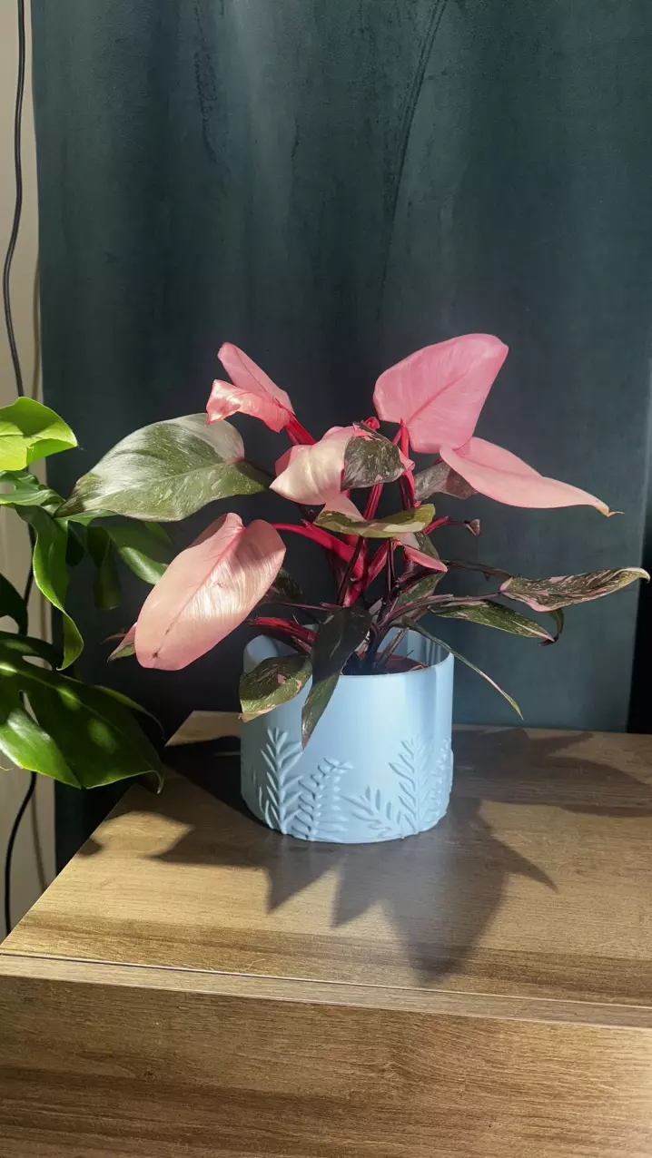 plant/Blue Fern Pot🌿-0