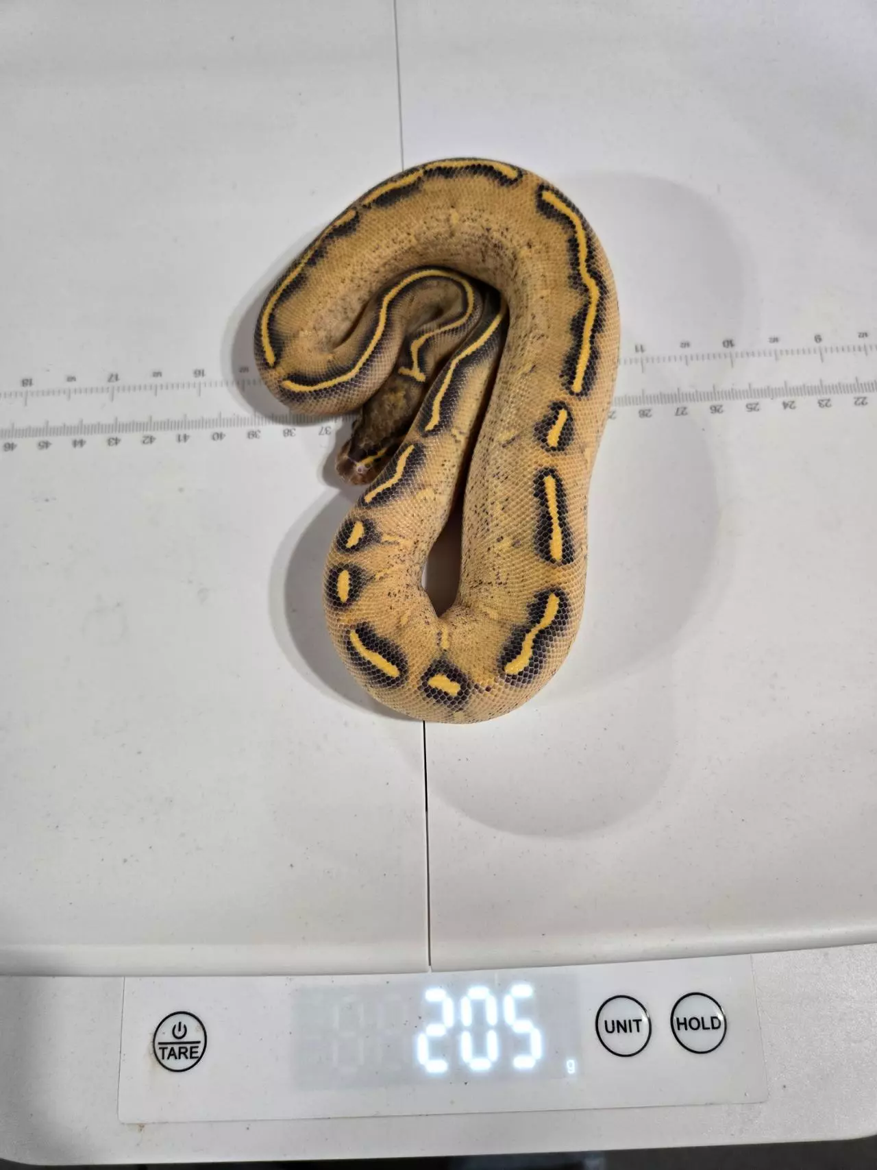 plant/Female Highway-0