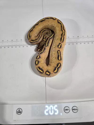 plant/Female Highway-0-thumbnail