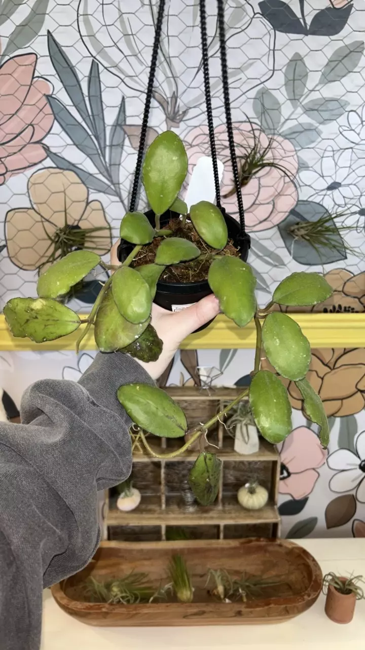 plant/0884 Hoya Waymaniae LAST ONE-0