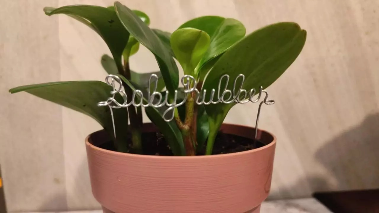 plant/Plant stakes labels markers-0