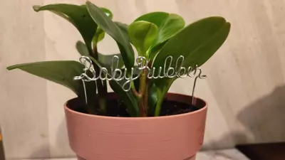 plant/Plant stakes labels markers-0-thumbnail