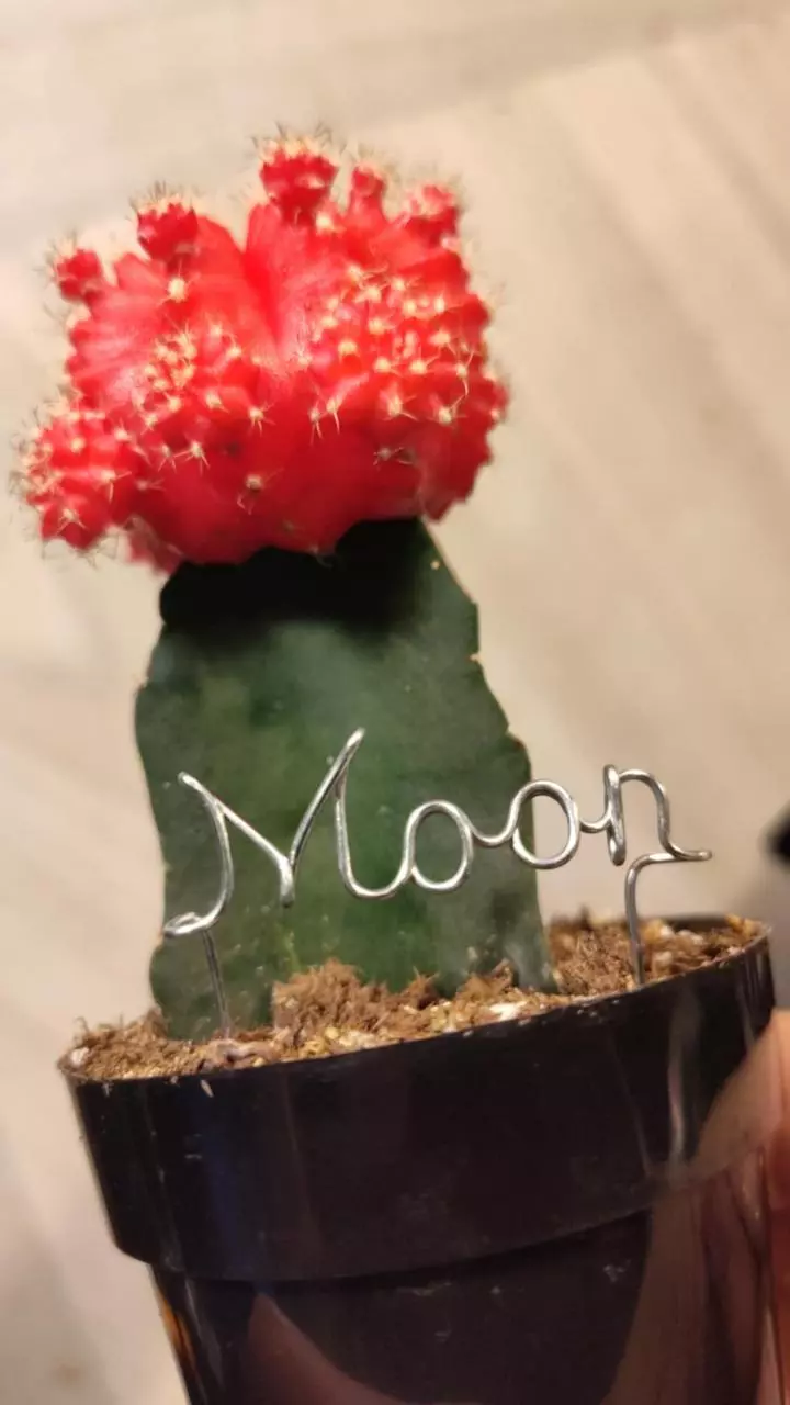 plant/Plant stakes labels markers-1