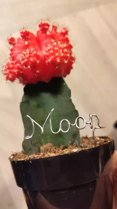 plant/Plant stakes labels markers-1-thumbnail