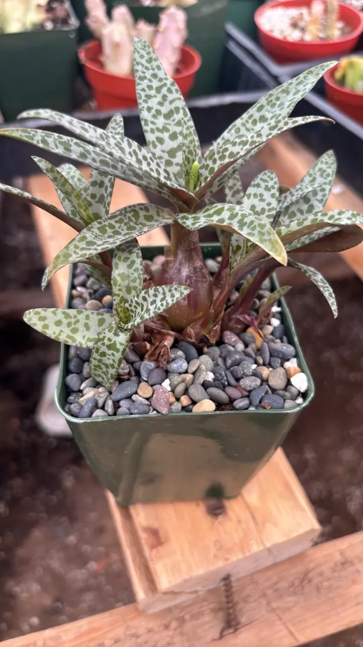 plant/4” ledebouria silver squill-0